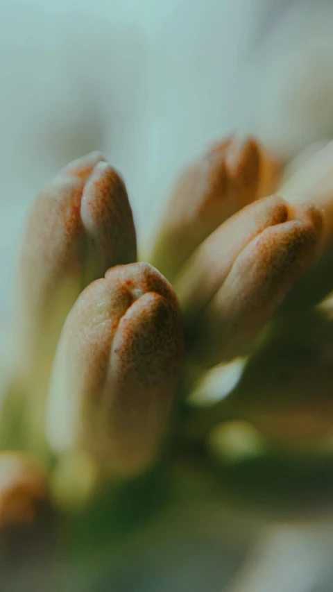 a blurry picture of some fruit, like leaves