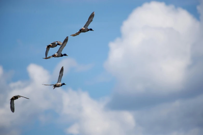 birds fly in the sky and fly around