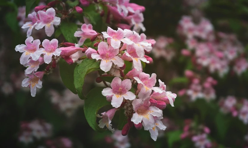 an image of some pink flowers on a tree