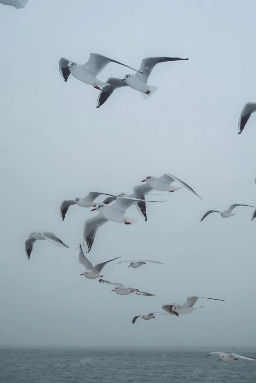 a flock of seagulls flying through the cloudy sky