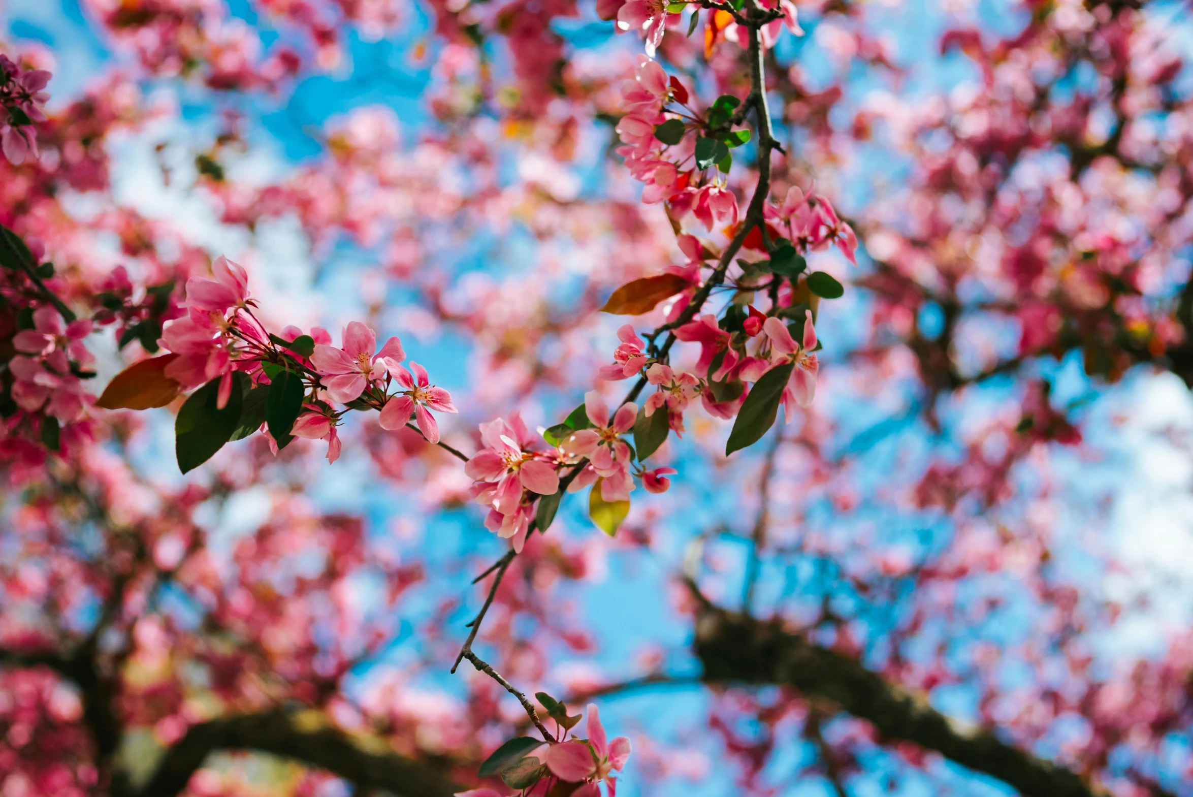 a pink tree nch covered in leaves