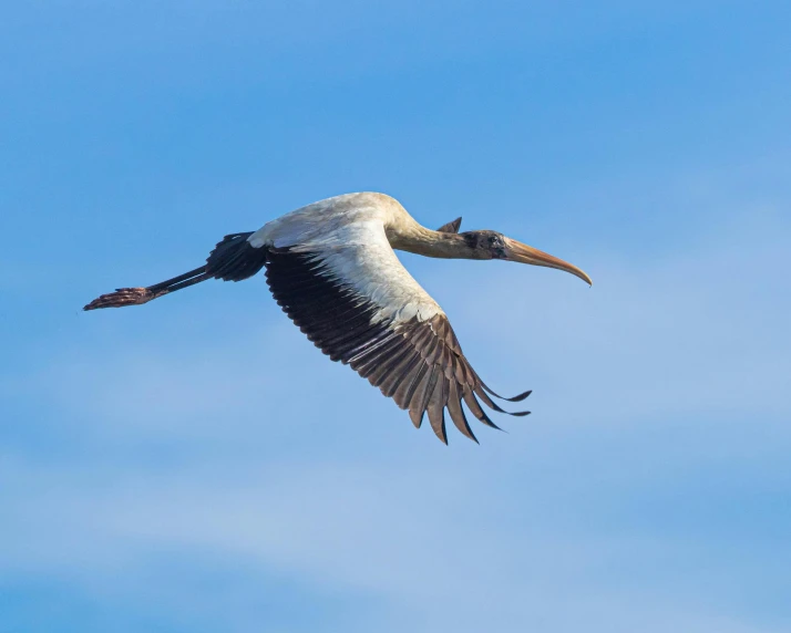 the pelican is flying through the blue sky