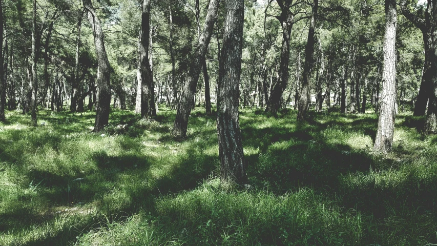 some green grass trees and dirt and a brown fire hydrant