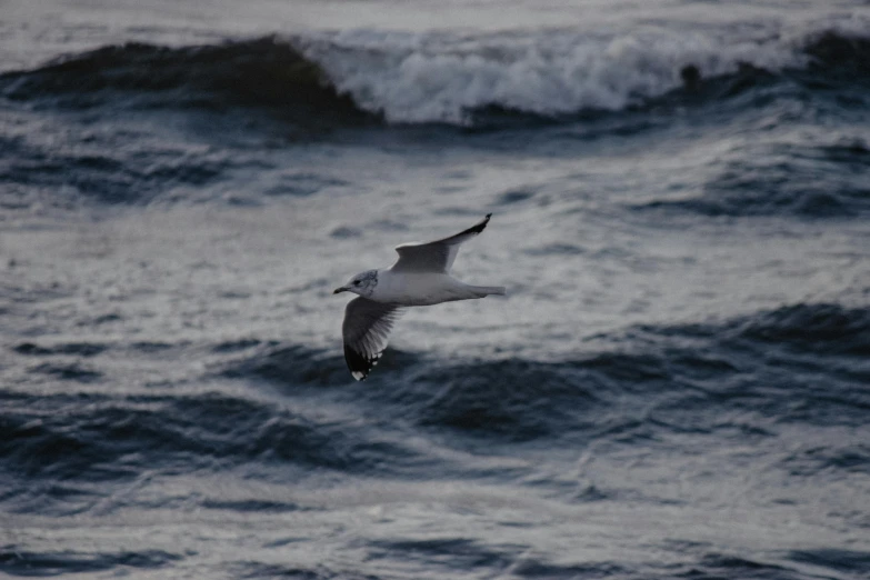 seagull flying over the waves at sunset