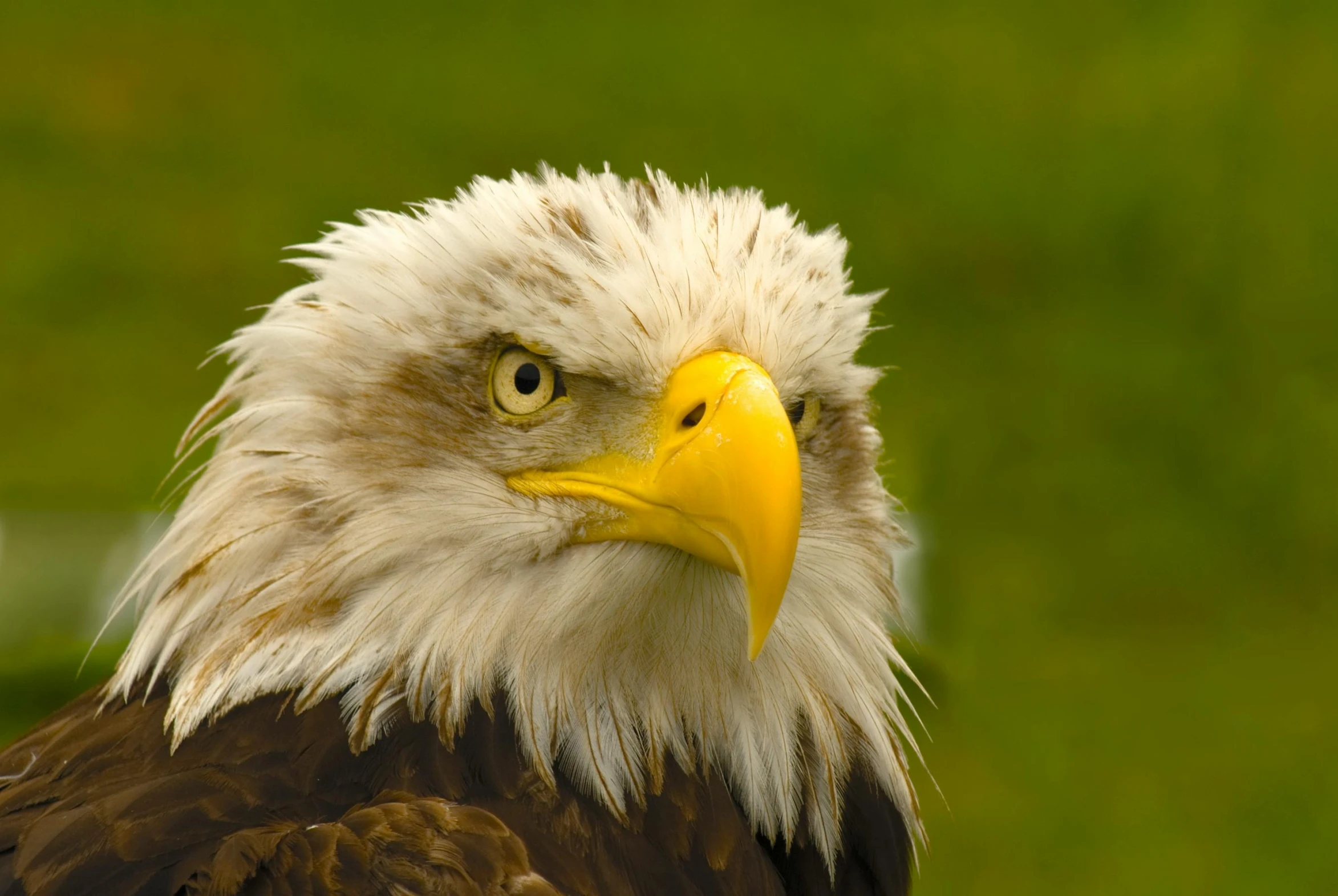 a bald eagle sitting in the grass looking at soing