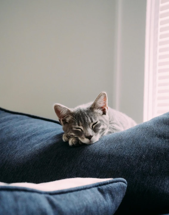 a cat laying on the back of a blue couch