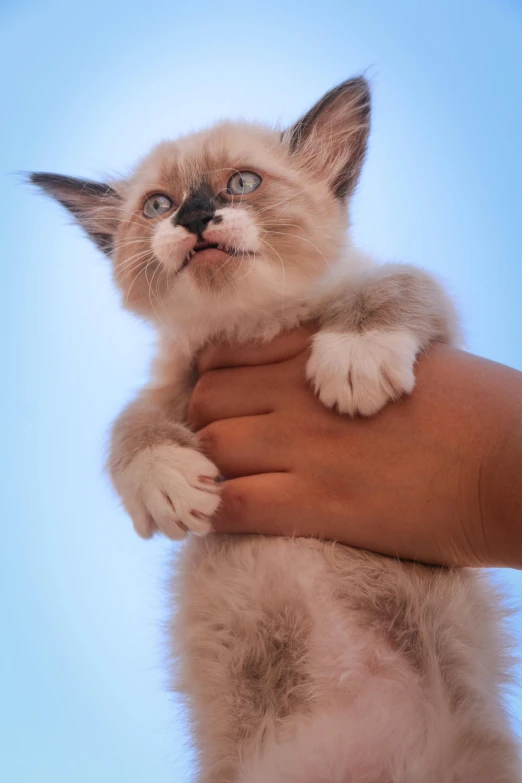 the young cat is holding on to the human's arm