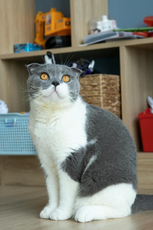 a gray and white cat sits in the middle of a wooden floor