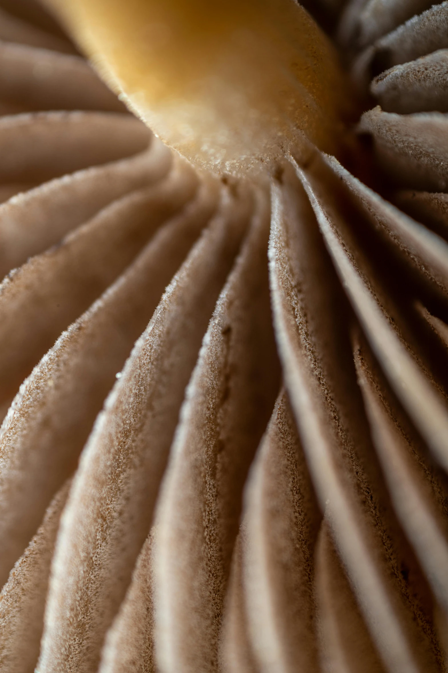 a brown mushroom has its leaf curled up