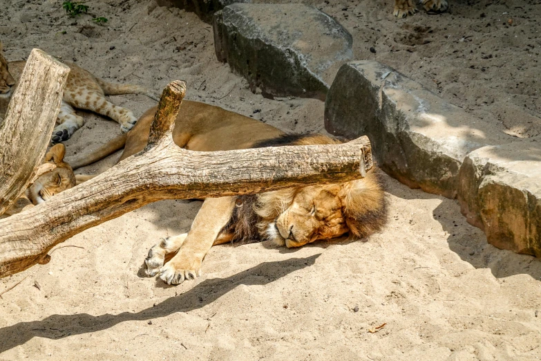 a lone lion laying under the log in its enclosure