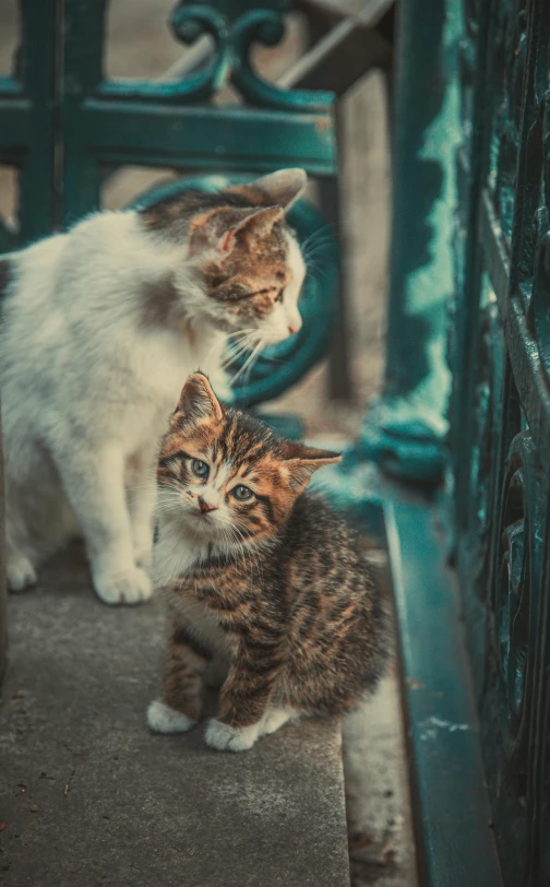 two cats sit beside each other on a porch