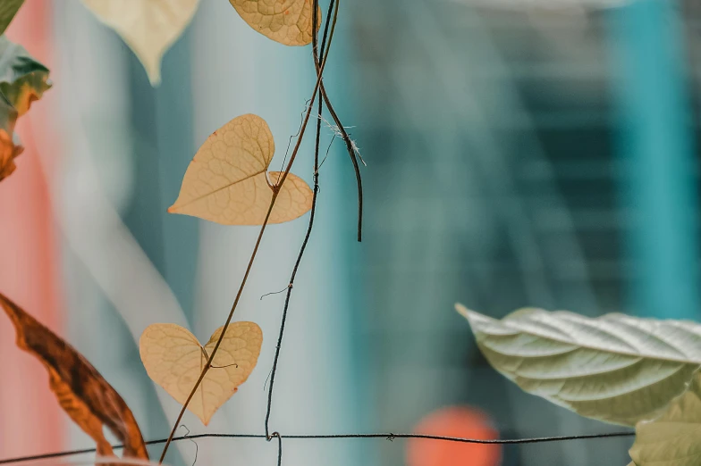 a plant with brown leaves on it behind a wire fence