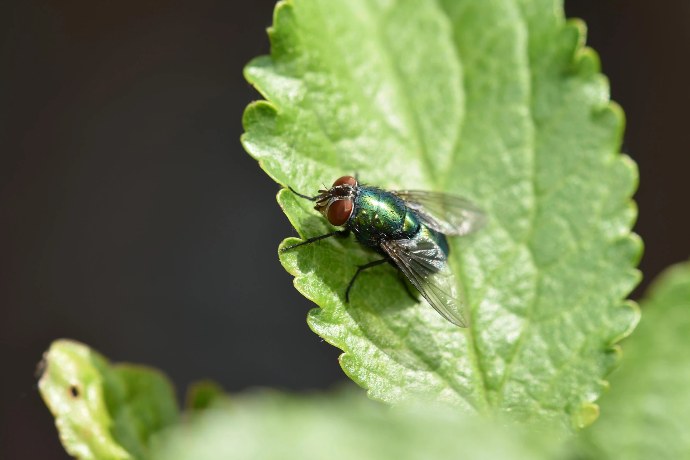 a fly perched on a leaf in the shade