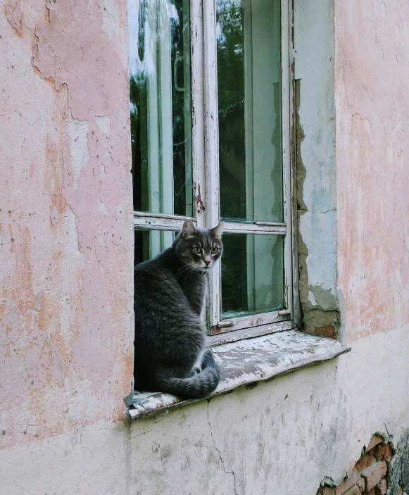 there is a cat sitting on a window ledge