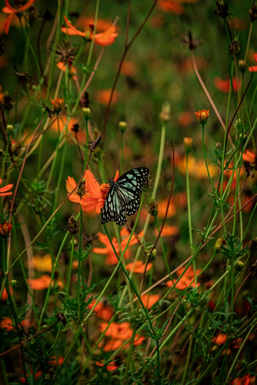 a monarch erfly perches on a flower