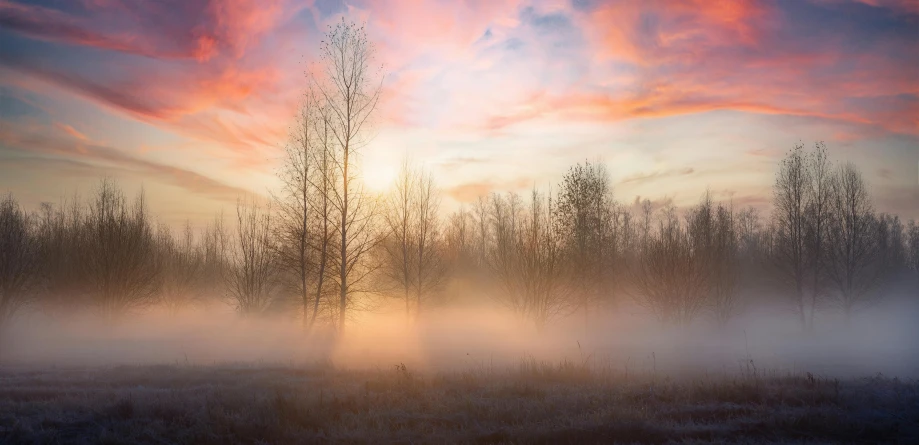 a foggy sunset over some trees in the middle of a field