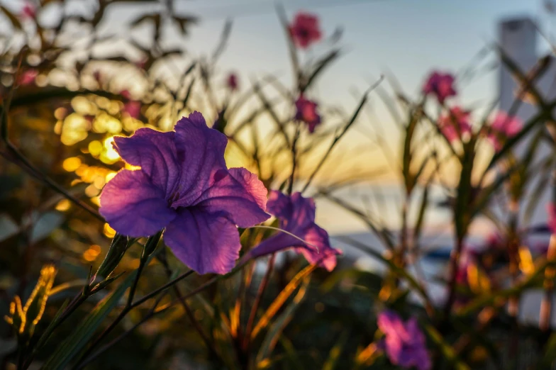 purple flowers in the foreground with water and sky in the background