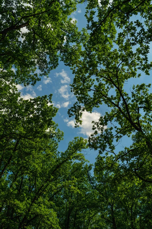 a plane flying over a forest full of trees