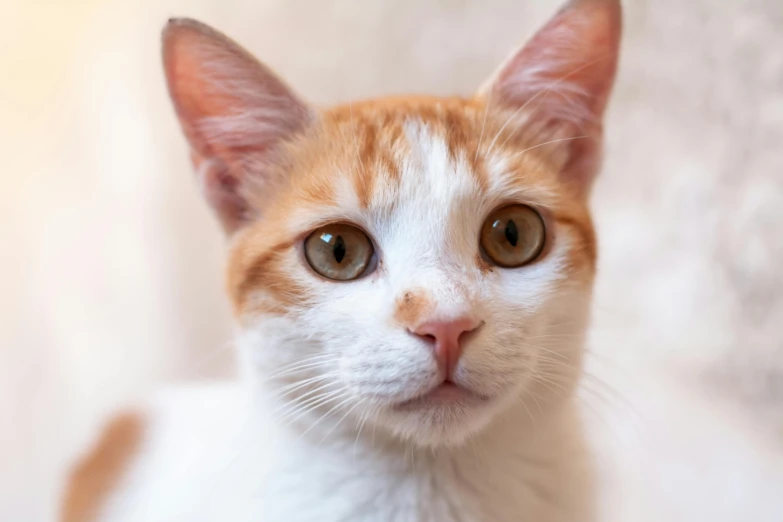 a close - up po of an orange and white cat with large ears