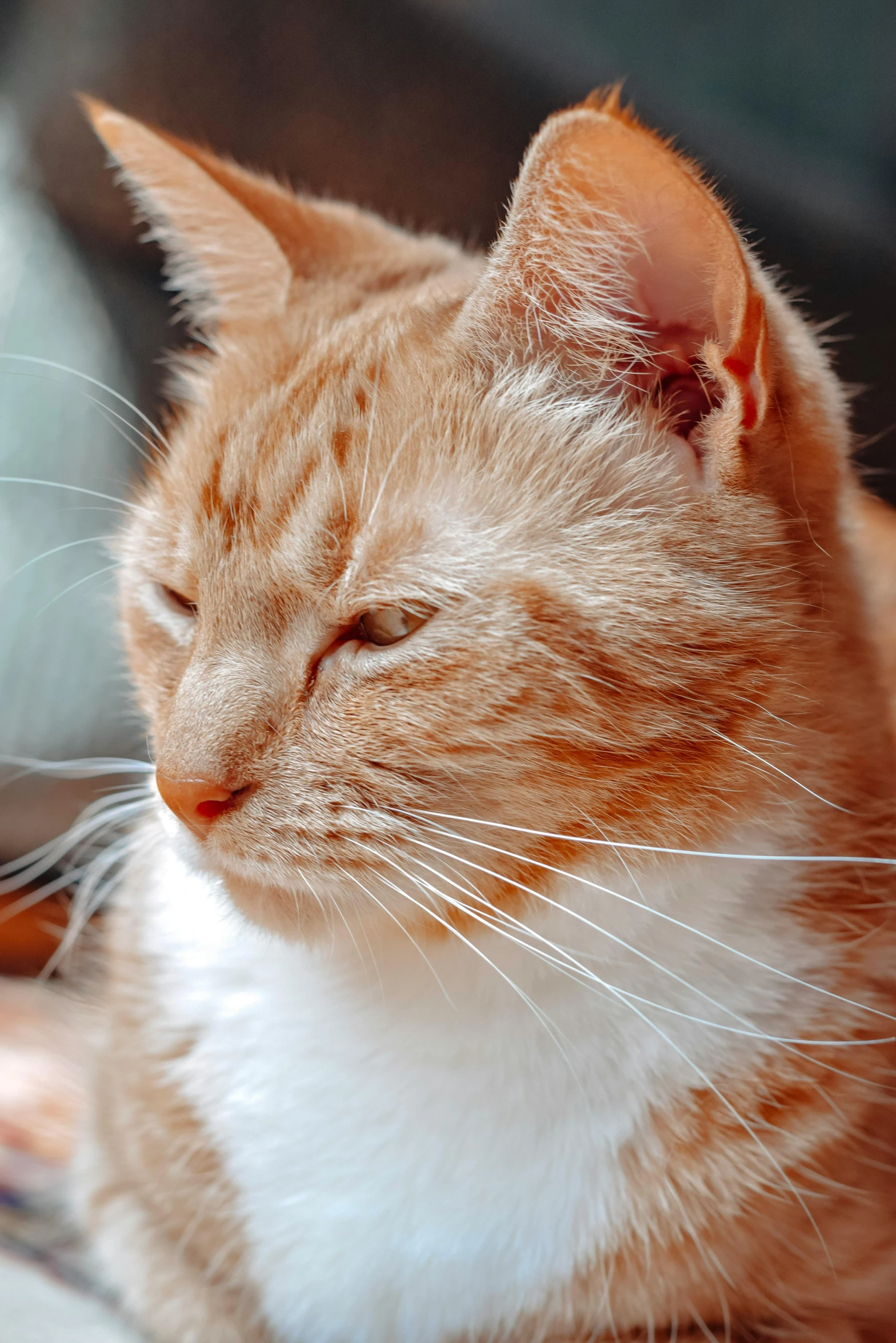 the orange and white cat has his eyes closed