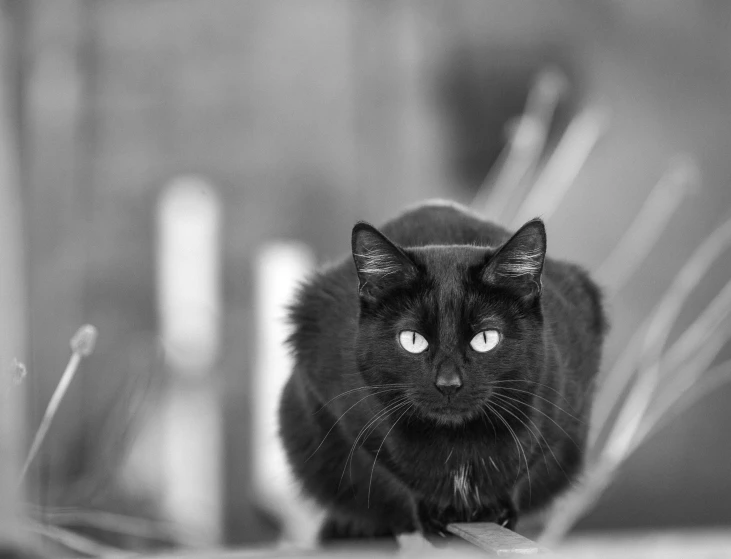 black cat sitting on top of a couch looking up