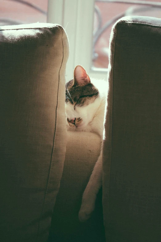 a cat sleeping in the middle of two couches