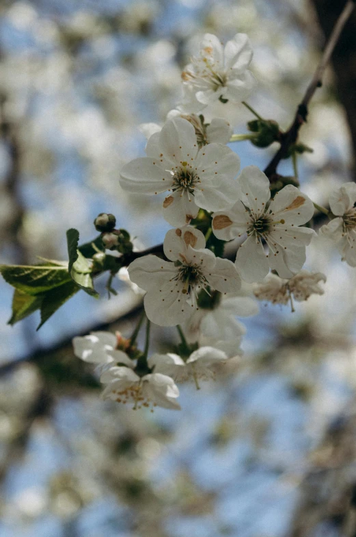 a white blossomy nch with leaves against a blue sky