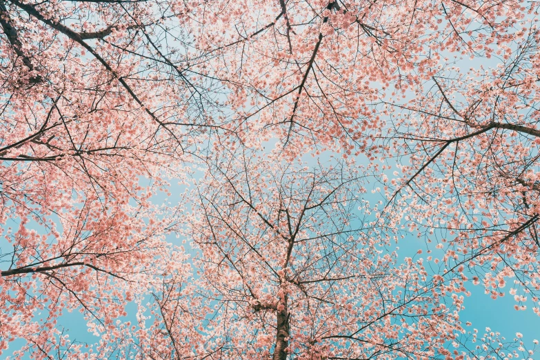 tree leaves are starting to change colors from pink to blue