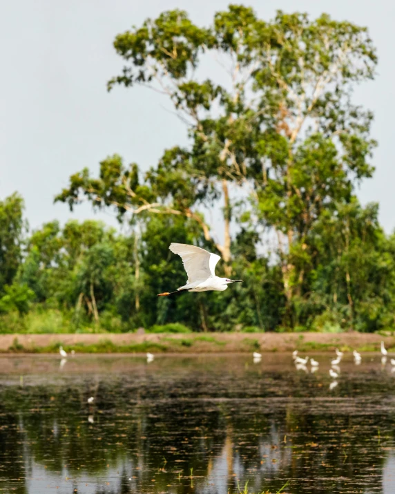 a small bird flying over the top of water