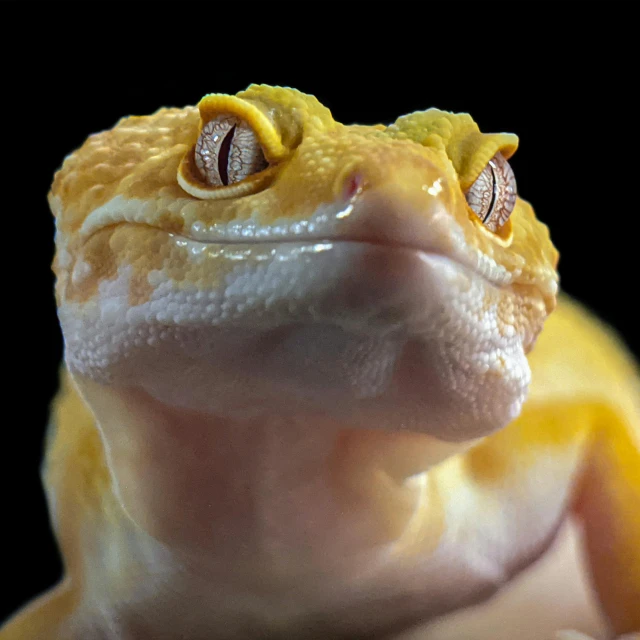 a yellow and white gecko with its eyes closed