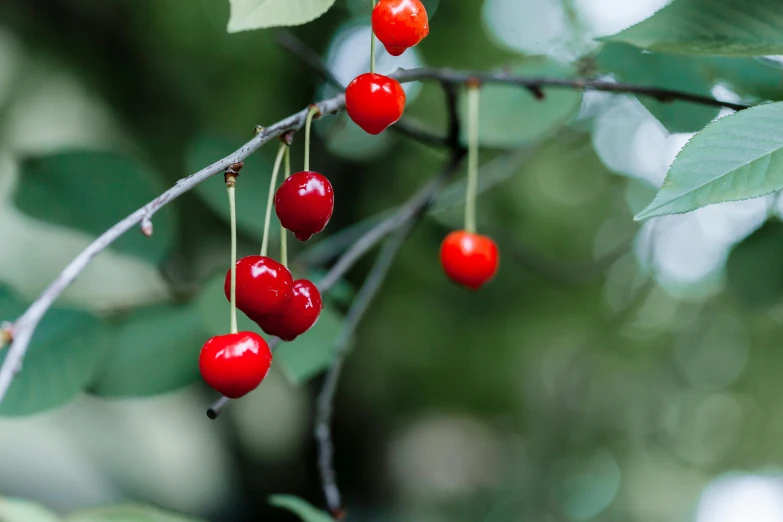 a bunch of cherries on a tree nch