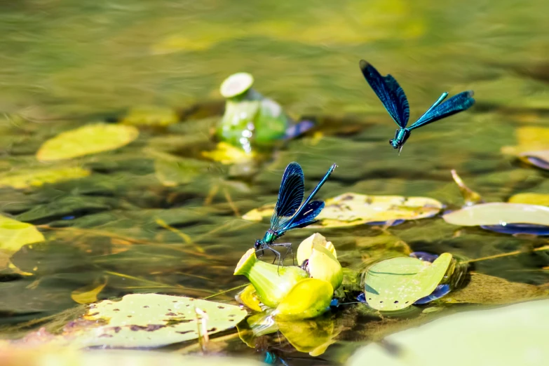 three small blue flies on a green leafed flower