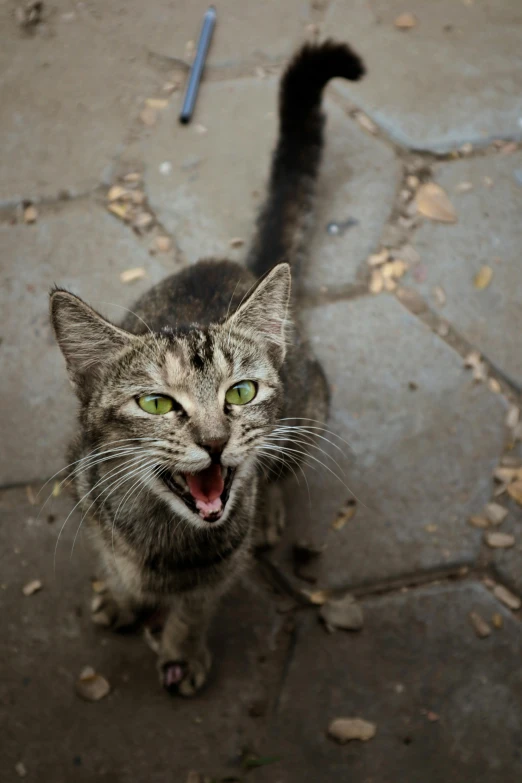 a cat yawns while sitting on the ground