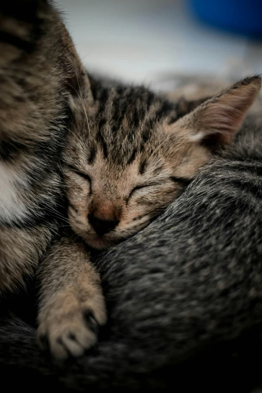 a brown and black cat sleeping on top of a pillow