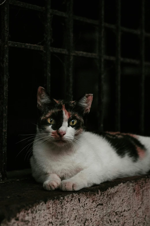 a cat is laying down on a ledge