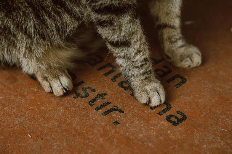 the front paws of a cat with a message written on it