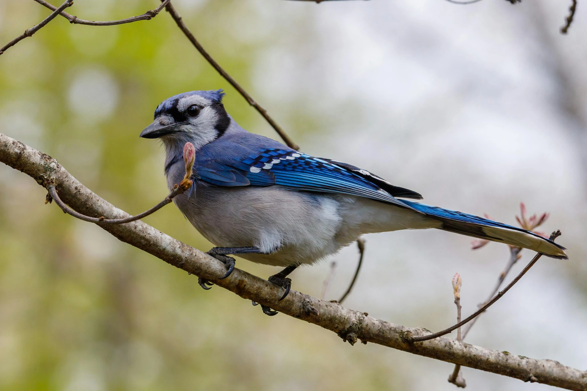 a blue bird sits on a small nch in a tree