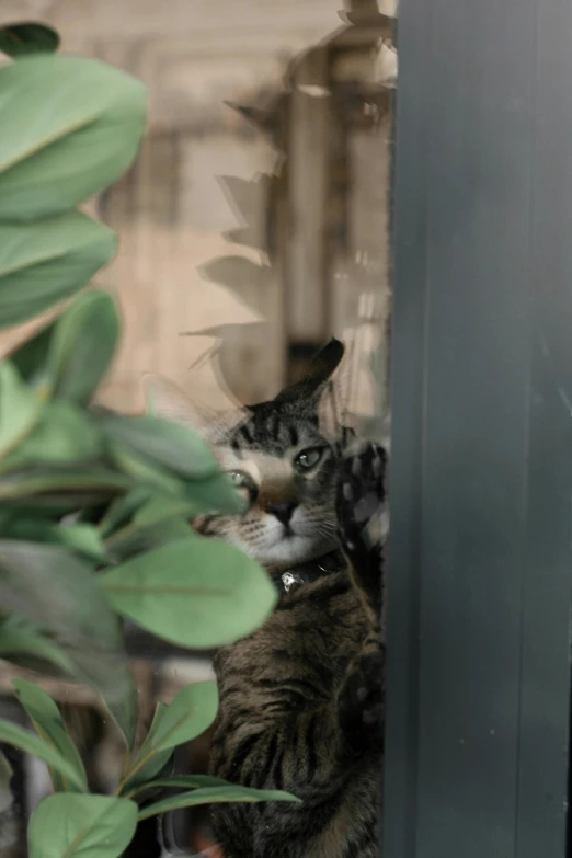 a cat peeking out from the door next to the plant