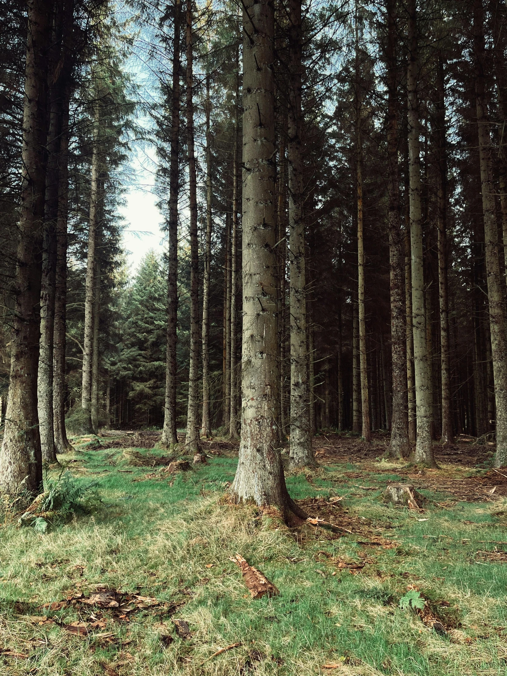 the pine forest is full of tall trees