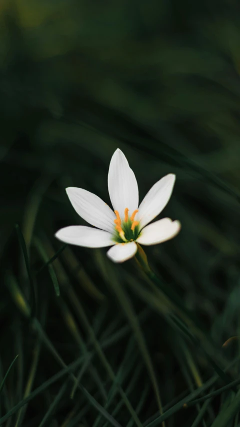 a white flower with yellow center surrounded by long green grass