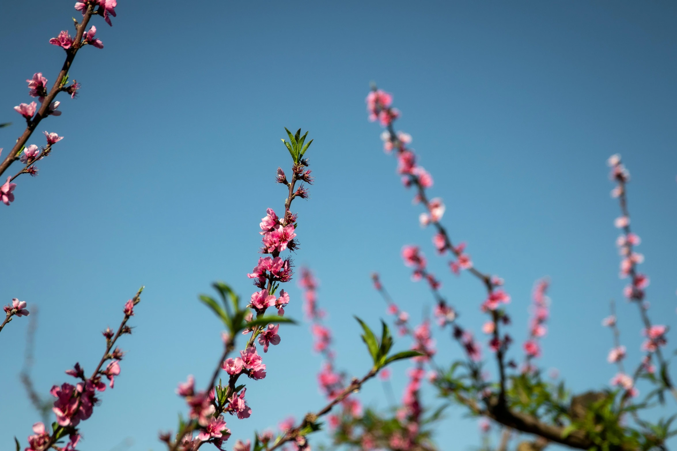 a cluster of pink flowers growing in front of blue sky