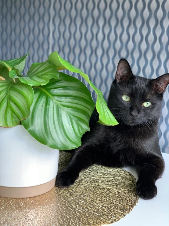 a black cat rests on the table next to the plant