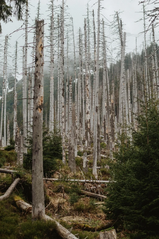 a forest of tall trees with no leaves