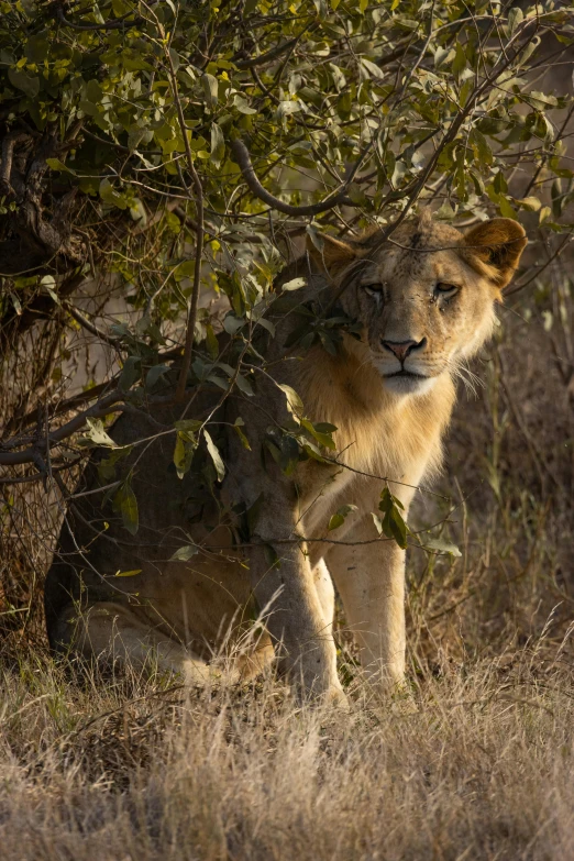 a lion hiding behind some trees and shrubbery