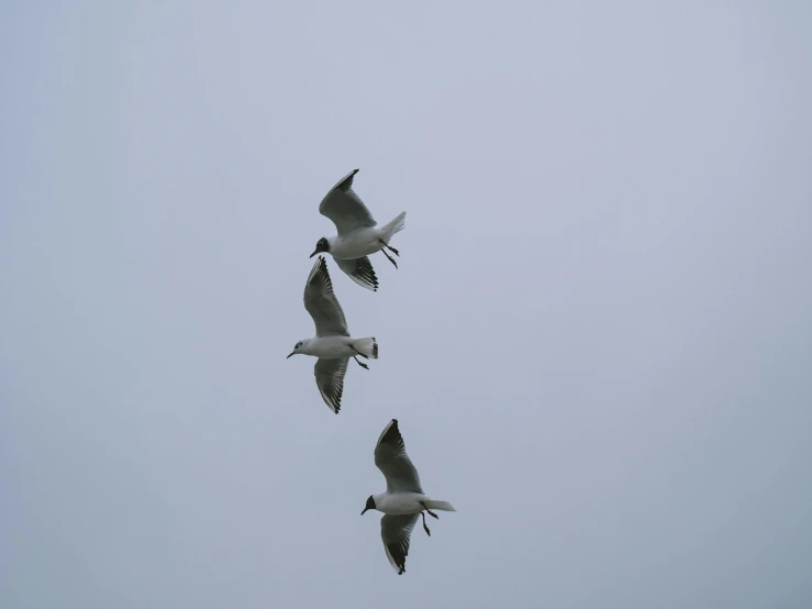 four seagulls flying together in the sky