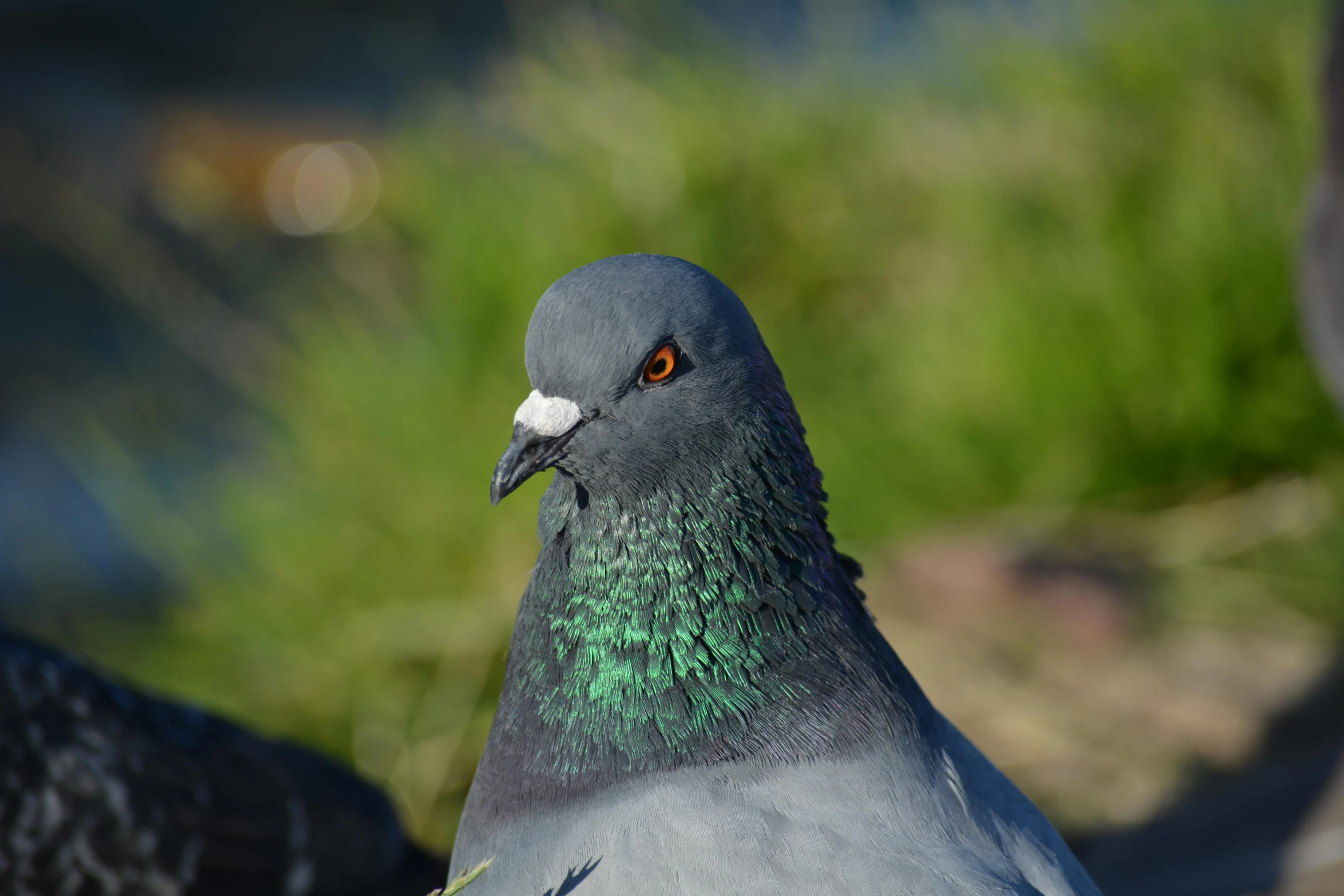 a close - up of a pigeon with grass and water in the background