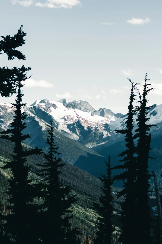 the snow capped mountains are visible through the trees