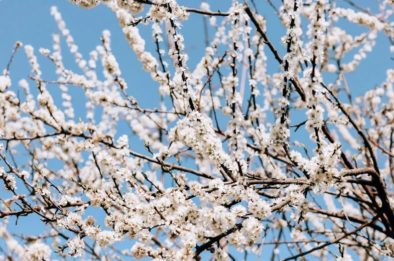 the nches are covered in frosty flowers against the blue sky