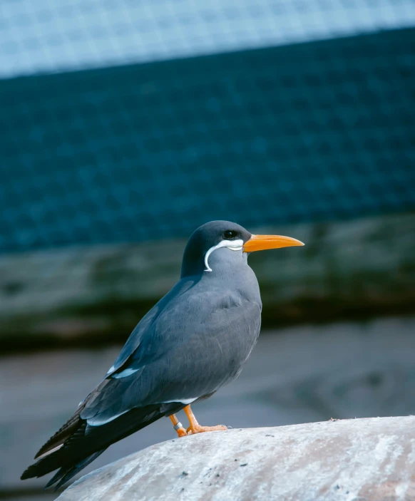 a gray bird with an orange beak sits on a block