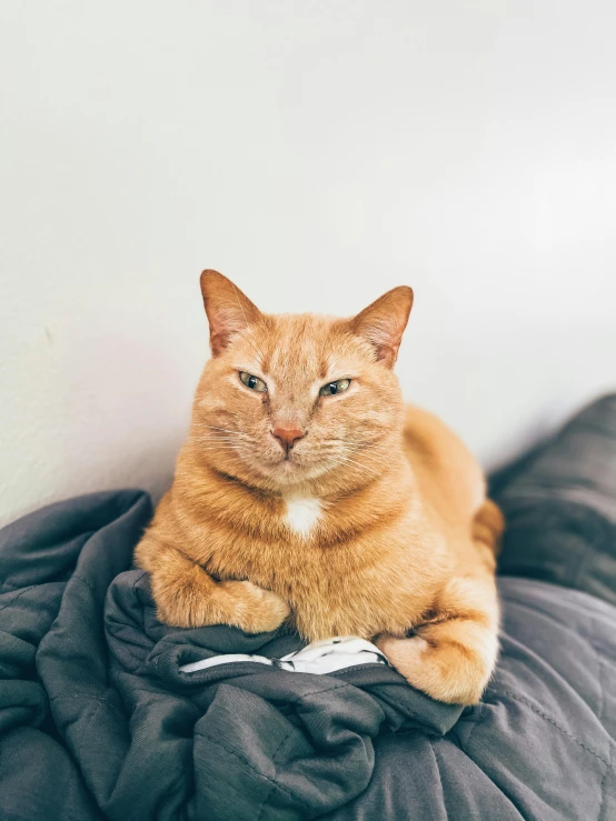 a fat cat laying on top of some clothes